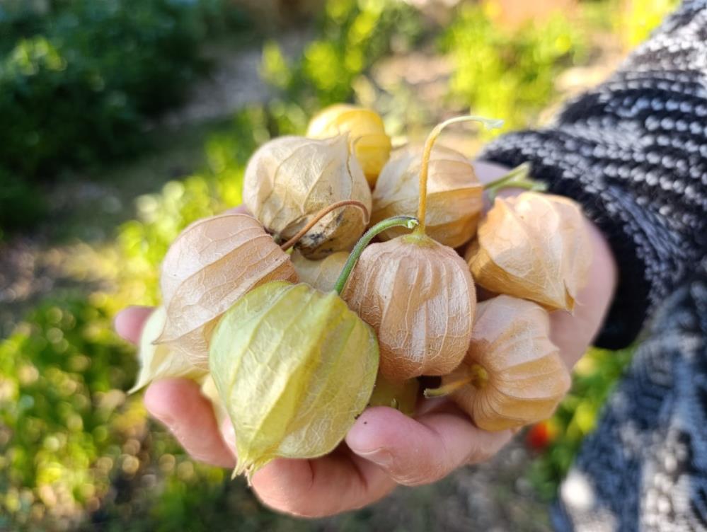 Manisada Yetisen Sifa Deposu Altin Cilek Pazarda Kapis Kapis Satiliyor (2)