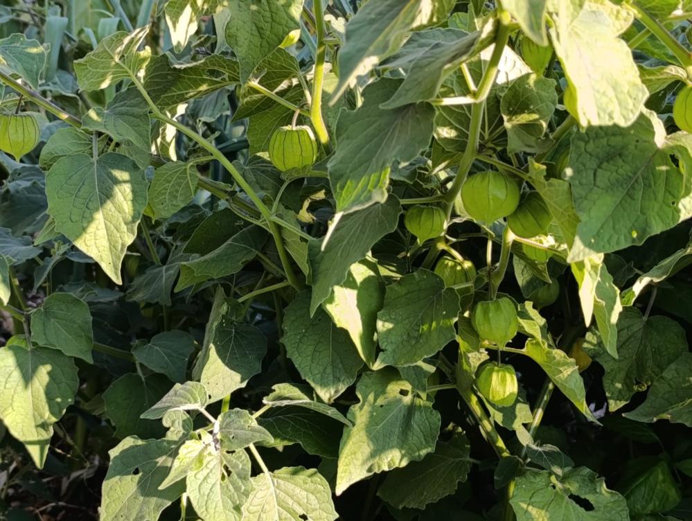 Manisada Yetisen Sifa Deposu Altin Cilek Pazarda Kapis Kapis Satiliyor (3)