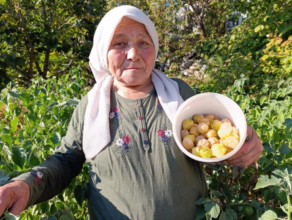 Manisada Yetisen Sifa Deposu Altin Cilek Pazarda Kapis Kapis Satiliyor (5)