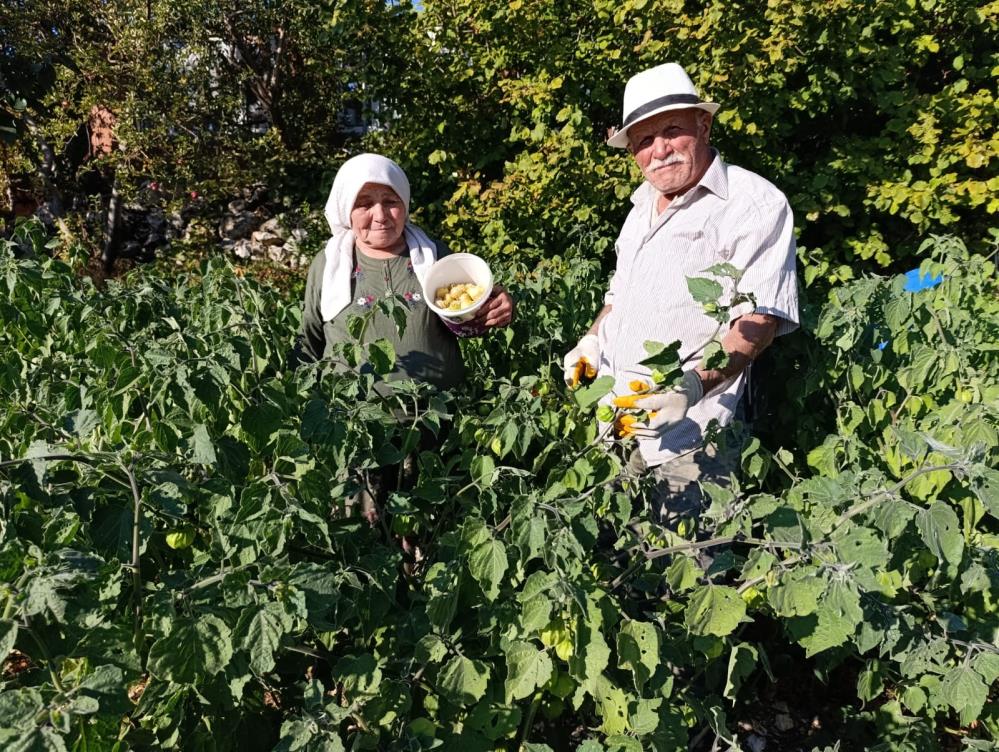 Manisada Yetisen Sifa Deposu Altin Cilek Pazarda Kapis Kapis Satiliyor (6)