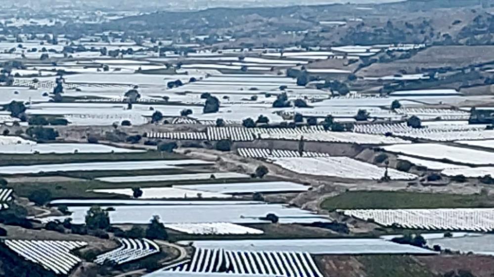 Manisa’nın Altın Salkımları Hasat Bekliyor (2)