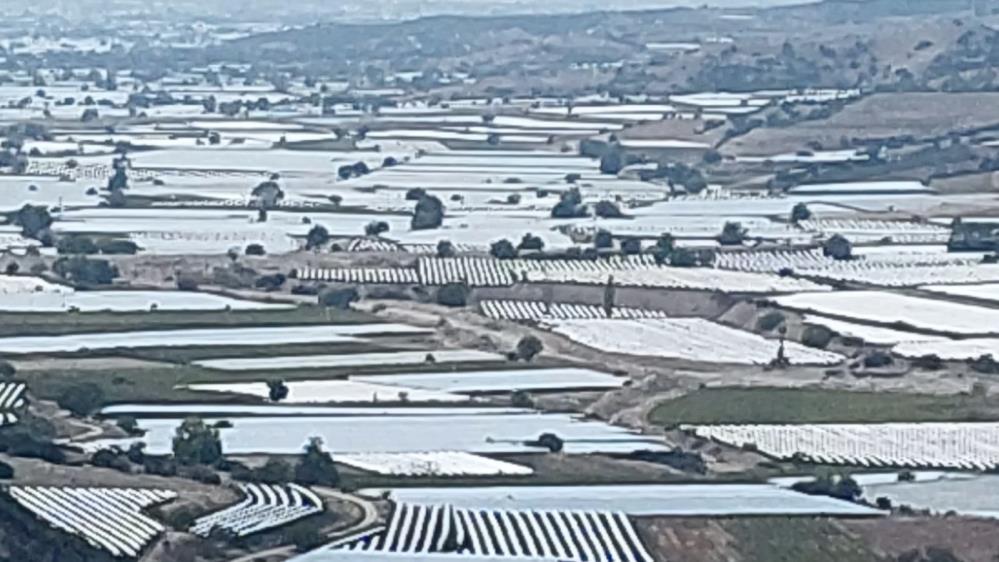 Manisa’nın Altın Salkımları Hasat Bekliyor (3)