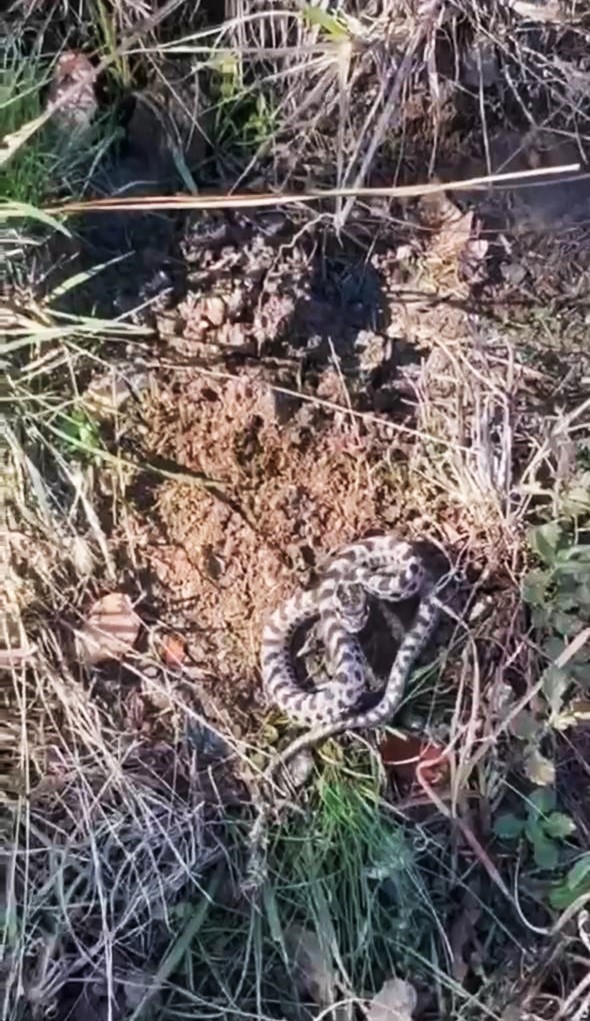 Mantar Ararken Ölümle Burun Buruna Engerek Yılanı Böyle Görüntülendi (2)
