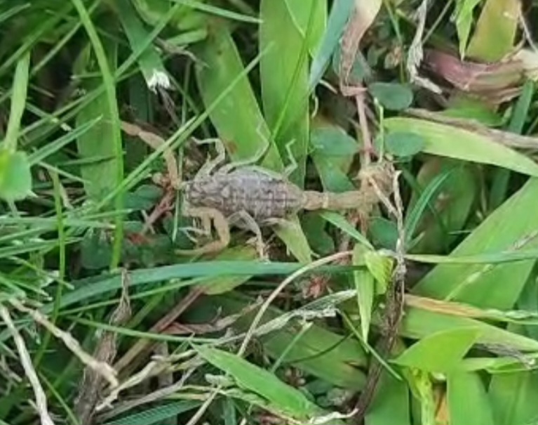 Sali̇hli̇ Akprep Pani̇ği̇ (1)