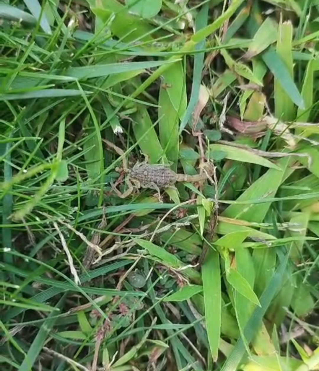 Sali̇hli̇ Akprep Pani̇ği̇ (2)