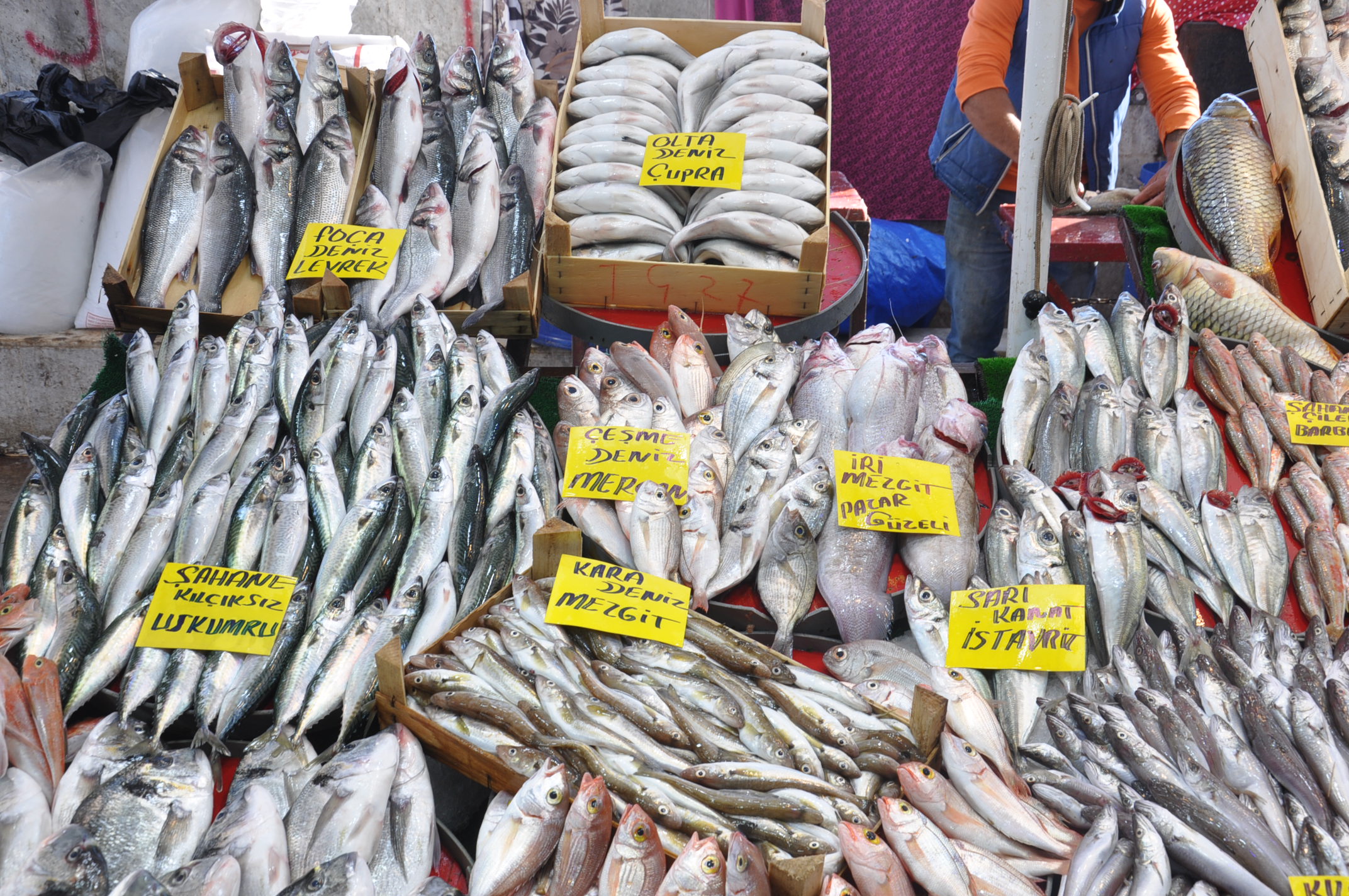 Salihli Yeni Pazar Yerinde Balik Fiyatlari 1 Ekim Carsamba Tezgahlarda Balik Bereketi (4)