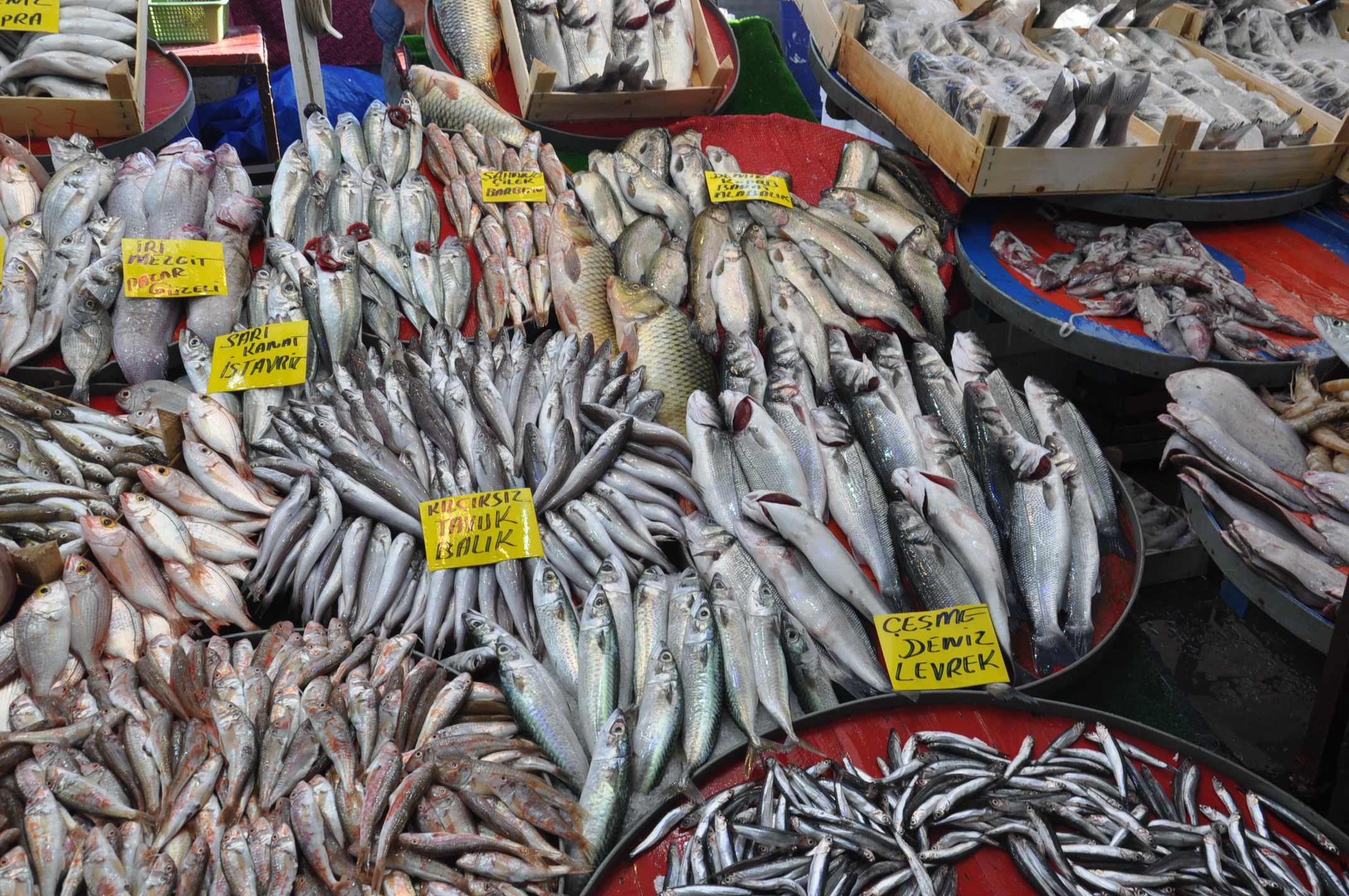 Salihli Yeni Pazar Yerinde Balik Fiyatlari 1 Ekim Carsamba Tezgahlarda Balik Bereketi (5)
