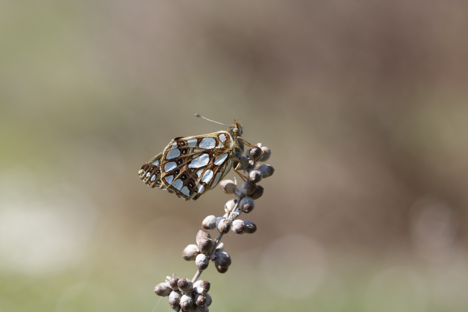 Sali̇hli̇'ni̇n Kelebek Zengi̇nli̇ği̇ Büyüledi̇ (1)