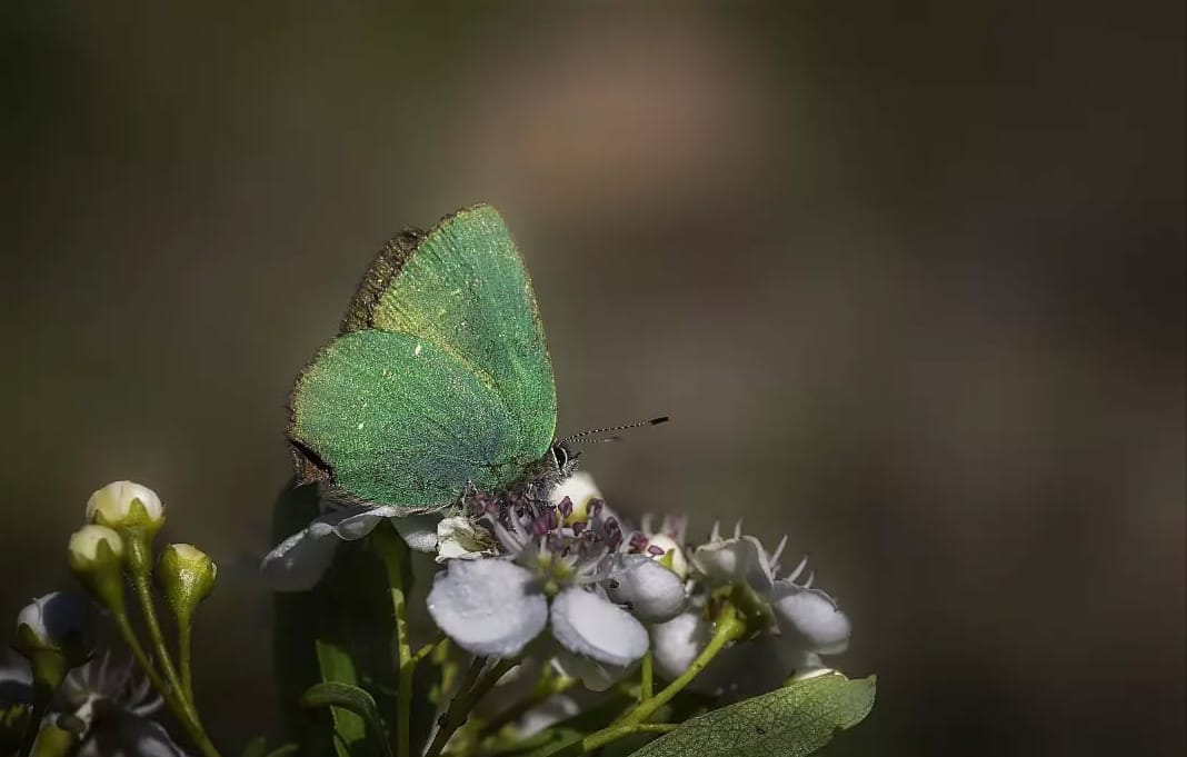 Sali̇hli̇'ni̇n Kelebek Zengi̇nli̇ği̇ Büyüledi̇ (10)