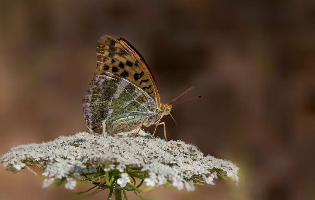 Sali̇hli̇'ni̇n Kelebek Zengi̇nli̇ği̇ Büyüledi̇ (13)