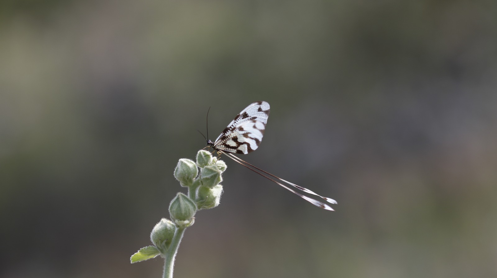 Sali̇hli̇'ni̇n Kelebek Zengi̇nli̇ği̇ Büyüledi̇ (16)