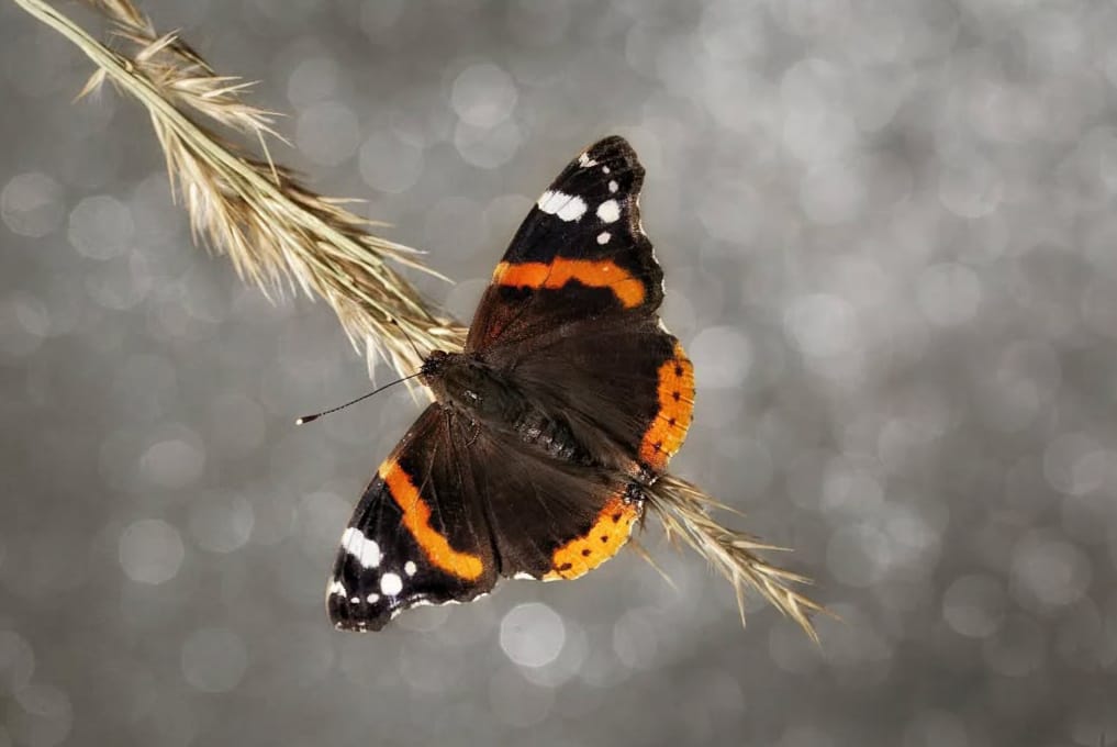 Sali̇hli̇'ni̇n Kelebek Zengi̇nli̇ği̇ Büyüledi̇ (2)