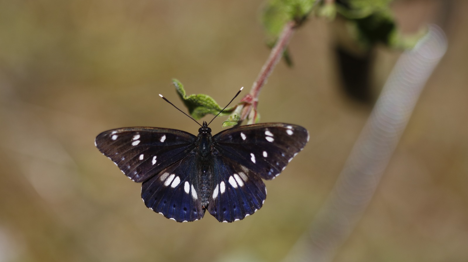 Sali̇hli̇'ni̇n Kelebek Zengi̇nli̇ği̇ Büyüledi̇ (3)