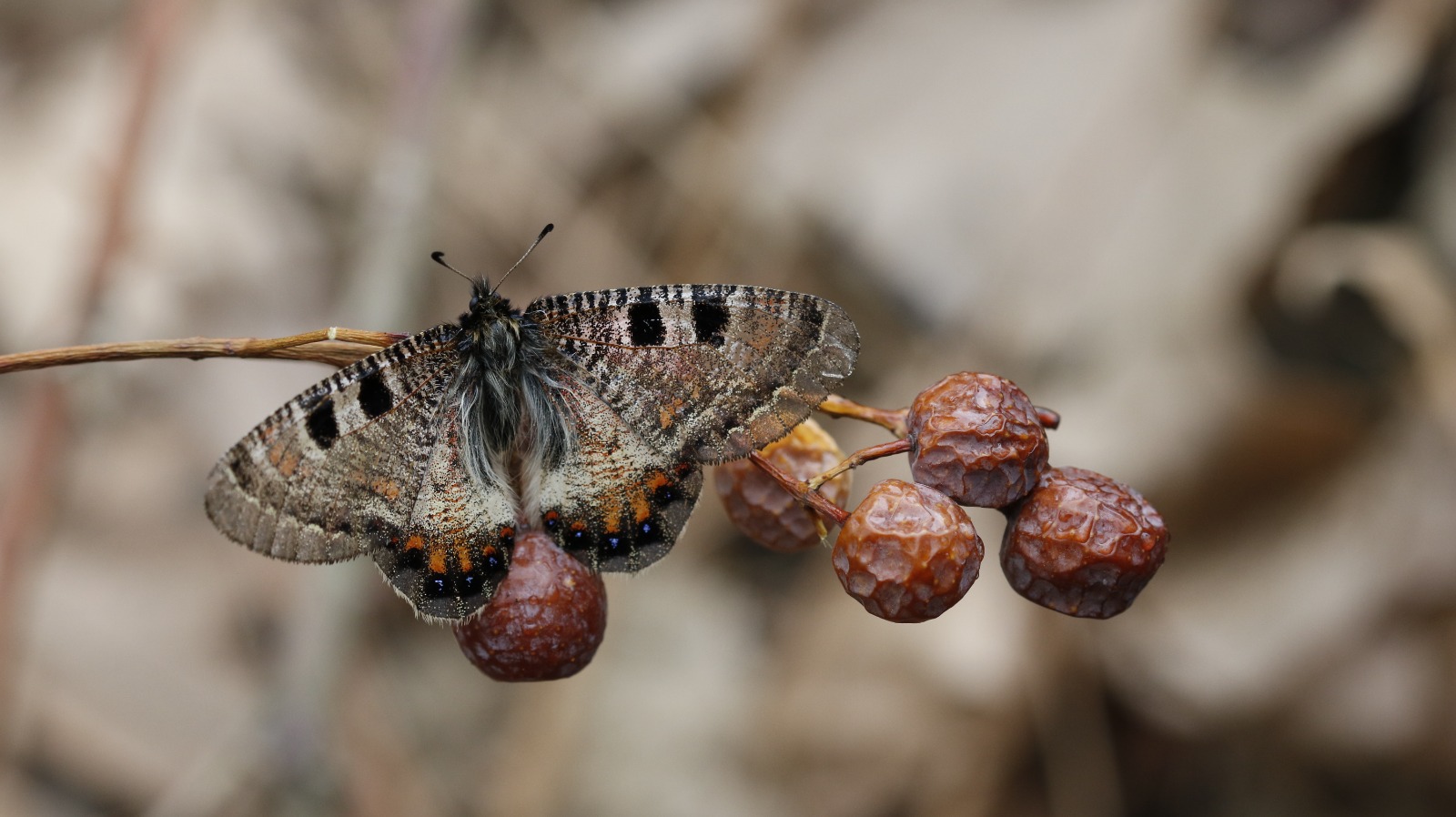 Sali̇hli̇'ni̇n Kelebek Zengi̇nli̇ği̇ Büyüledi̇ (5)
