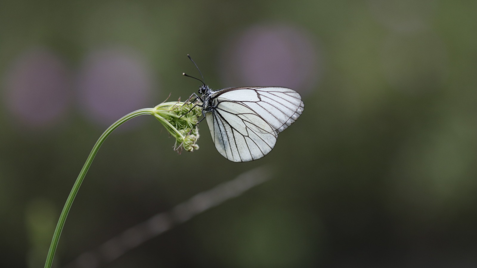 Sali̇hli̇'ni̇n Kelebek Zengi̇nli̇ği̇ Büyüledi̇ (7)