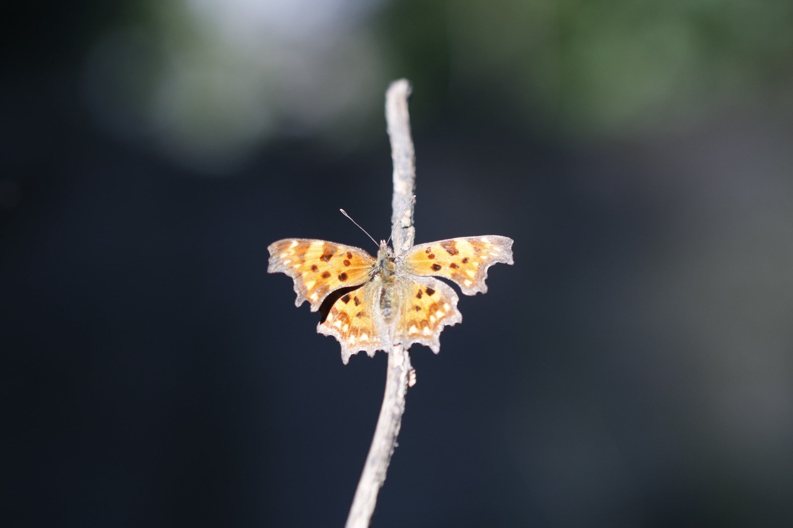 Sali̇hli̇'ni̇n Kelebek Zengi̇nli̇ği̇ Büyüledi̇ (8)