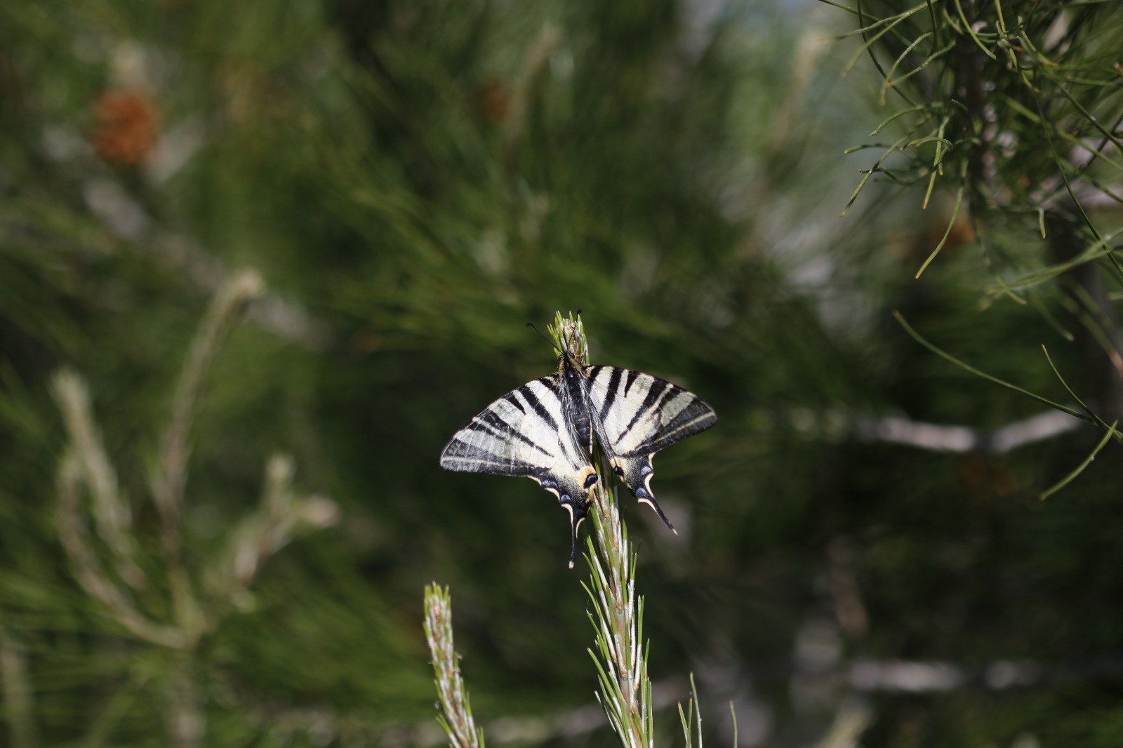 Sali̇hli̇'ni̇n Kelebek Zengi̇nli̇ği̇ Büyüledi̇ (9)