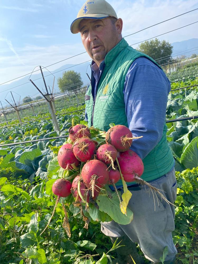 Sarıgöl Ata Tohumu (3)