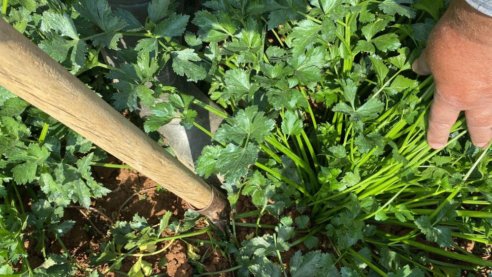 Sarıgöl Ata Tohumu (4)