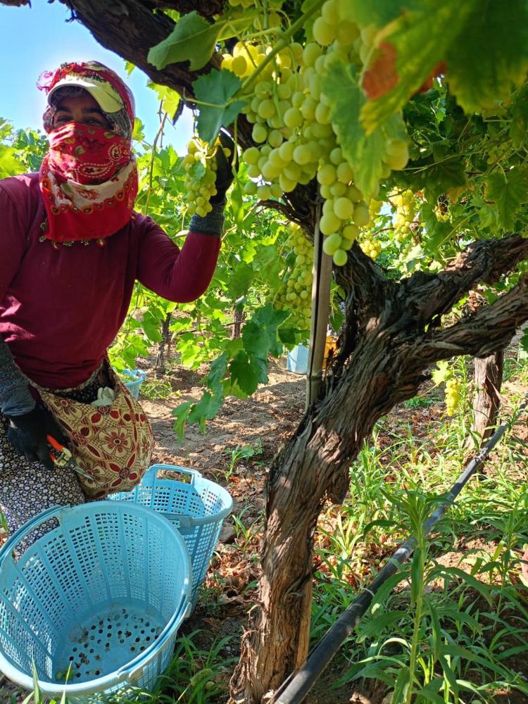 Sarigol Ovasinda Uzum Hasadi Tum Hiziyla Suruyor Biz Uzum Bitti Demeden Bitmez (2)