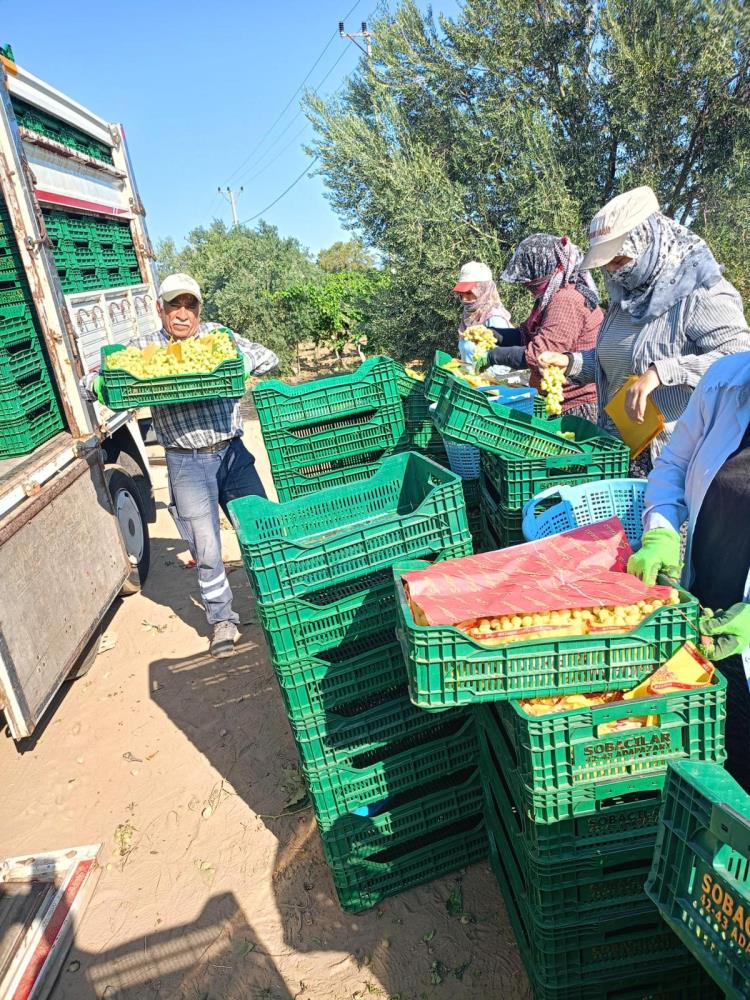 Sarigol Ovasinda Uzum Hasadi Tum Hiziyla Suruyor Biz Uzum Bitti Demeden Bitmez (3)
