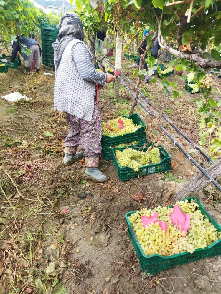 Sarıgöl Üzüm Hasadı (2)