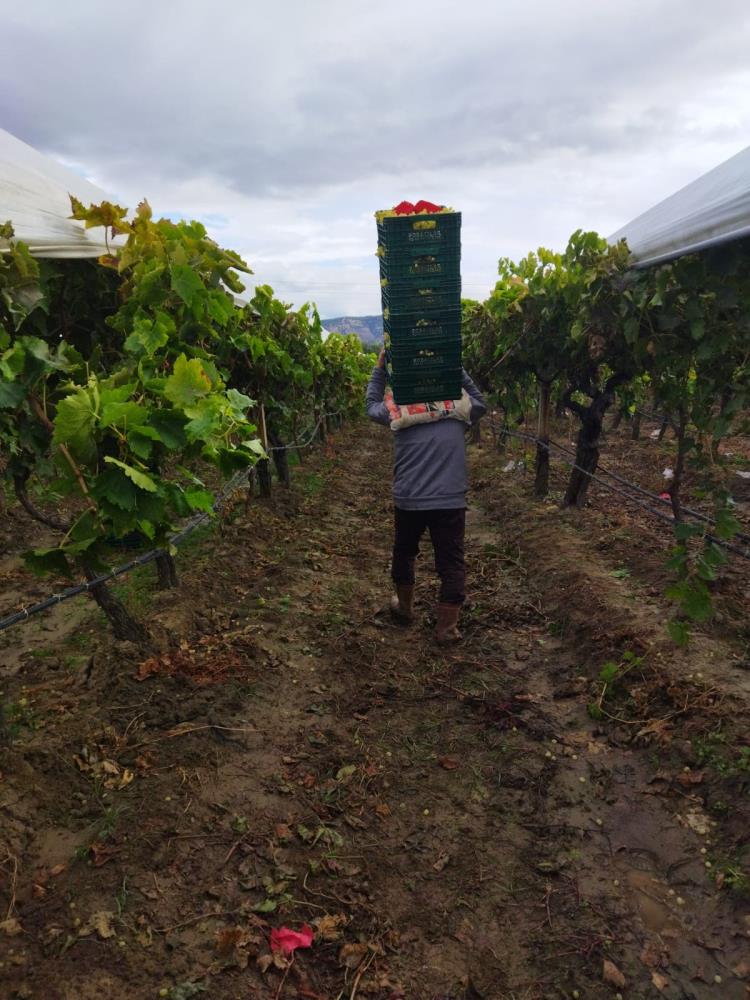 Sarıgöl Üzüm Hasadı (3)