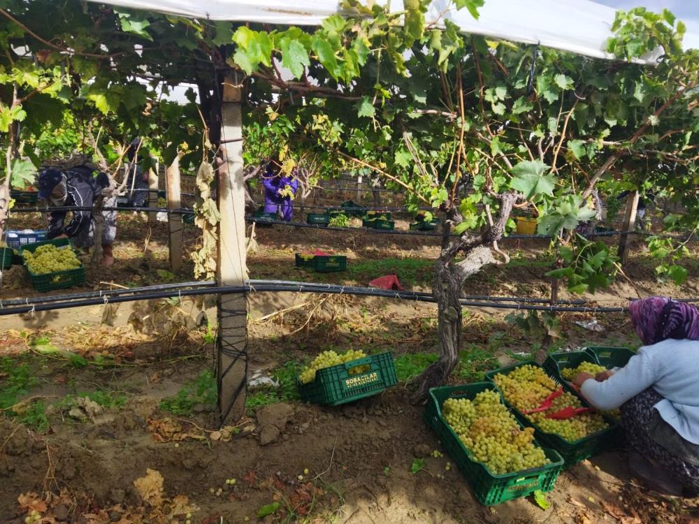 Sarıgöl Üzüm Hasadı (4)