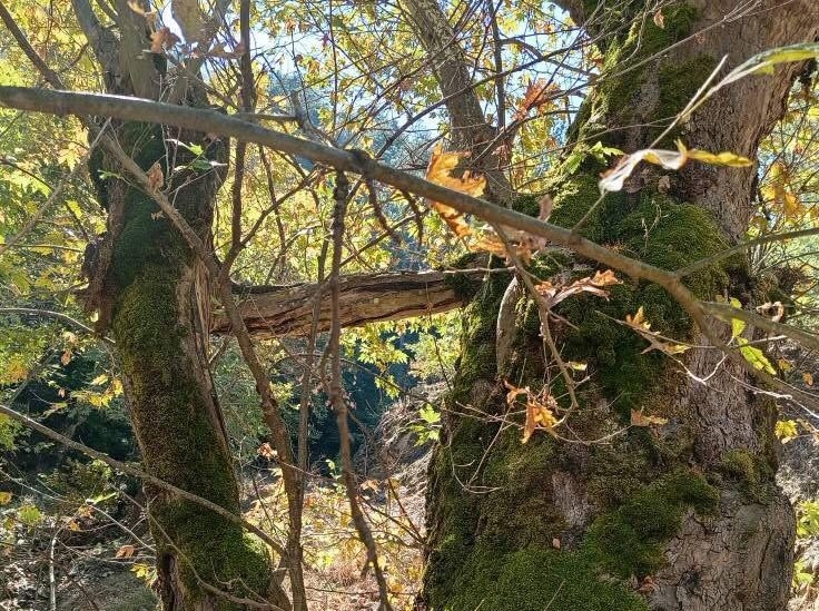 Sarigolde Doganin Ilginc Mucizesi Yasli Cinar Genc Agaci Koruyor (1)