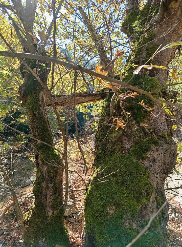 Sarigolde Doganin Ilginc Mucizesi Yasli Cinar Genc Agaci Koruyor (3)