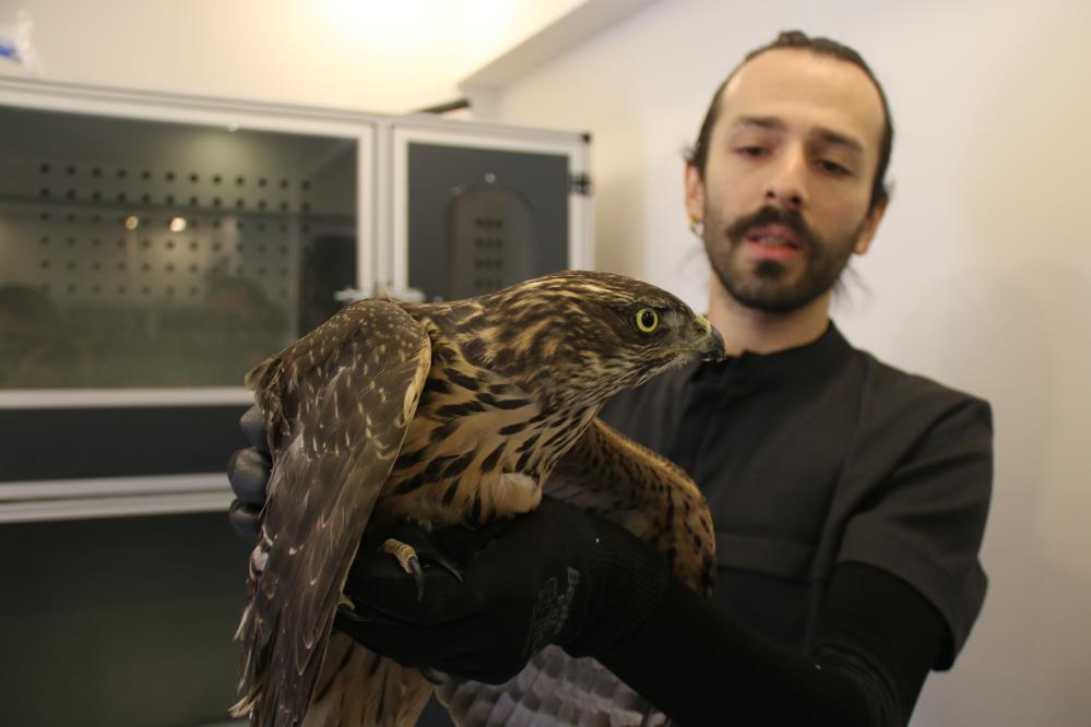 Sivas Yabani Hayvan (2)