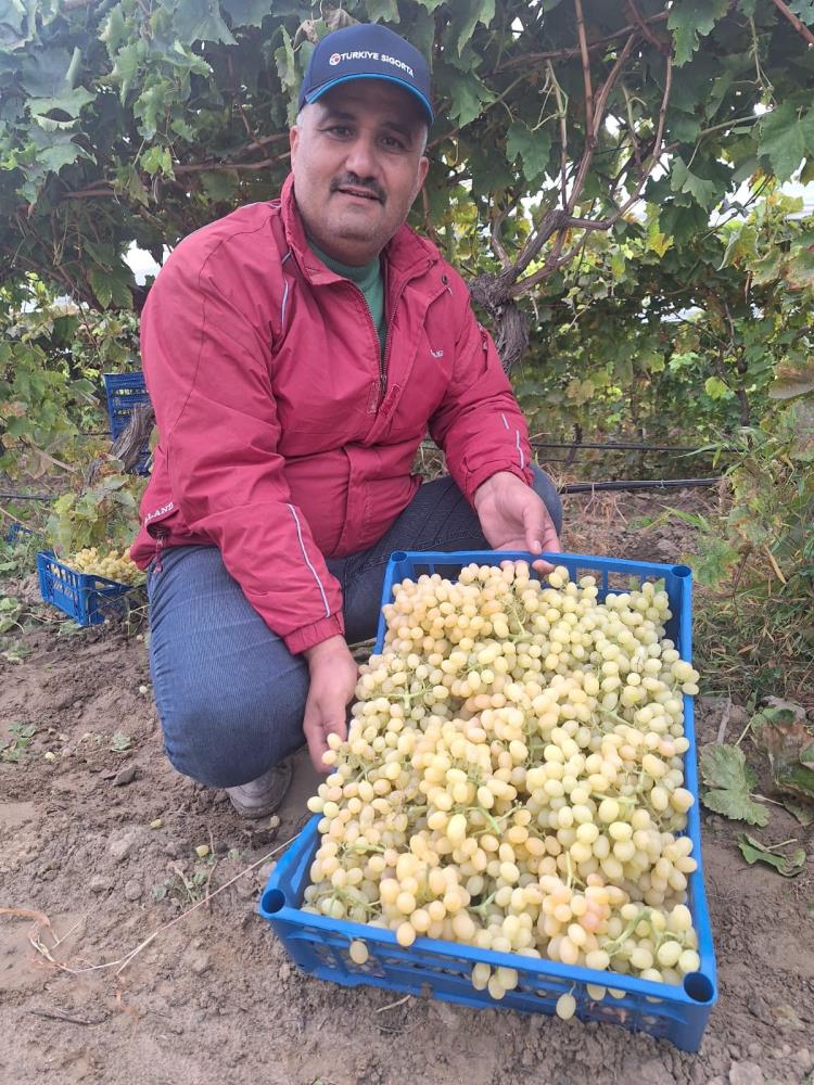 Sultaniye Üzüm (2)-2