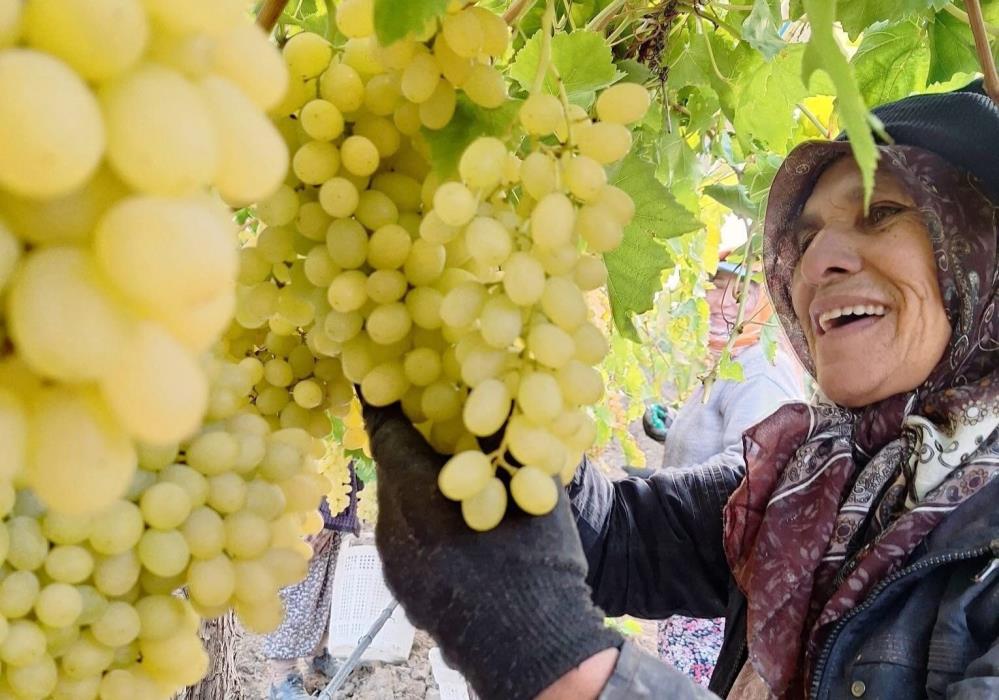 Sultaniye Üzüm (3)-2