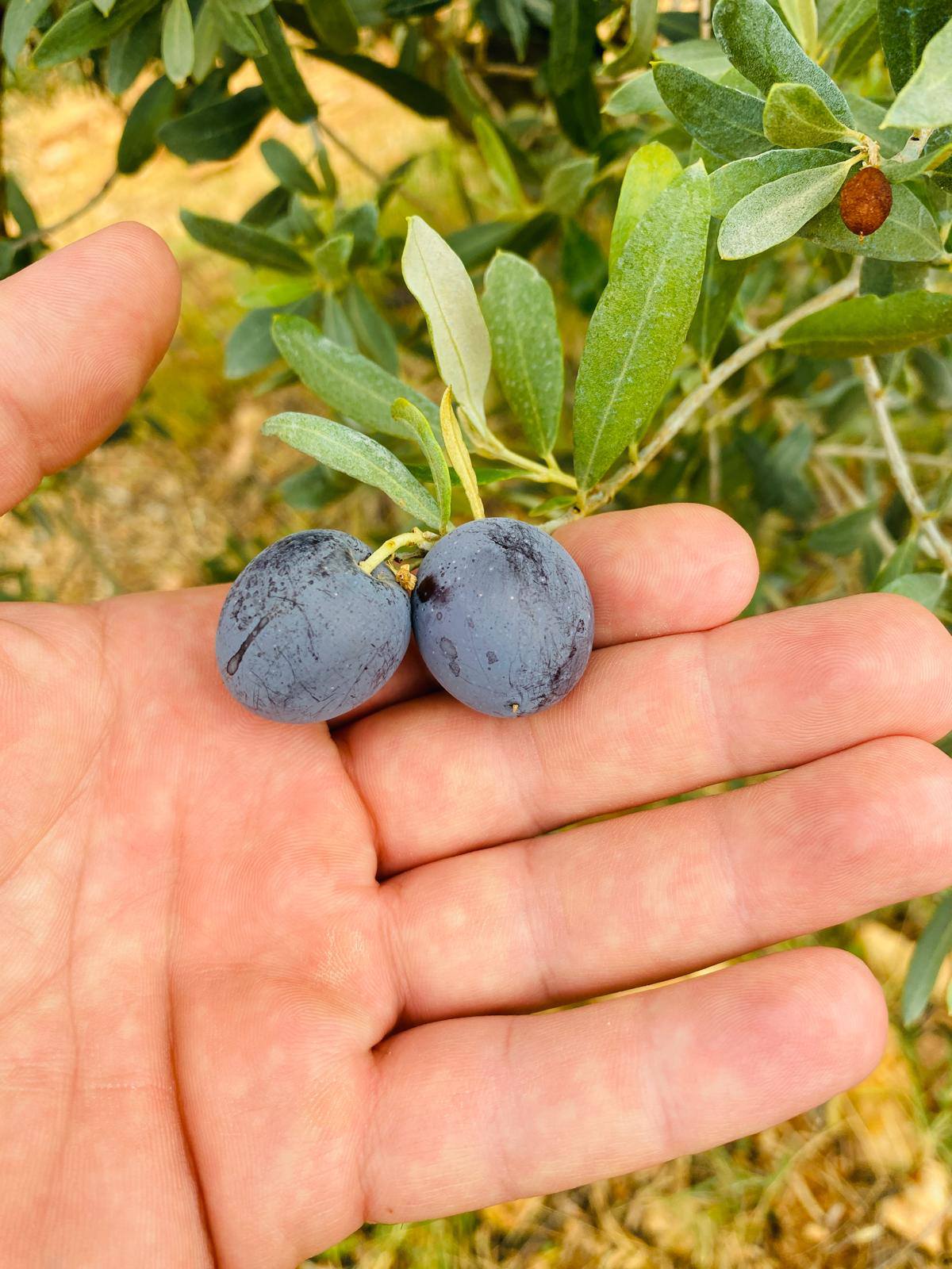 Üreticilere Çifte Uyarı (1)