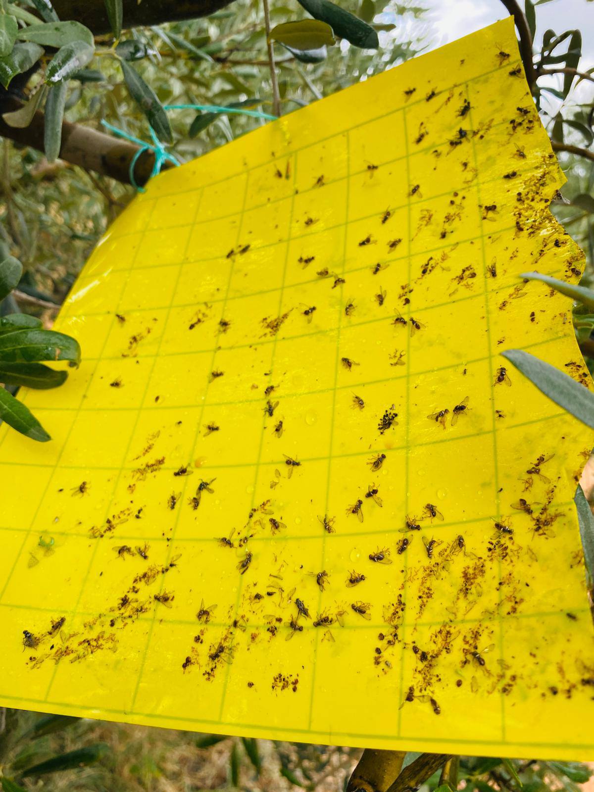 Üreticilere Çifte Uyarı (3)