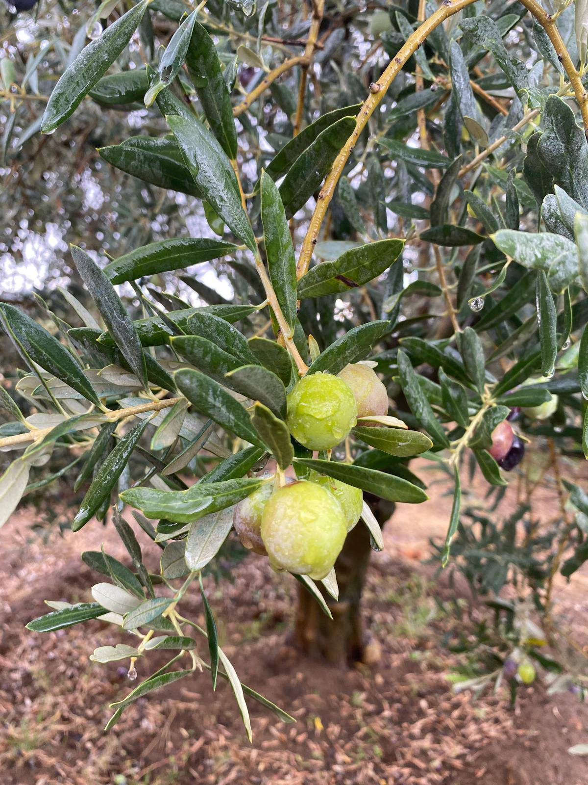 Üreticilere Çifte Uyarı (4)