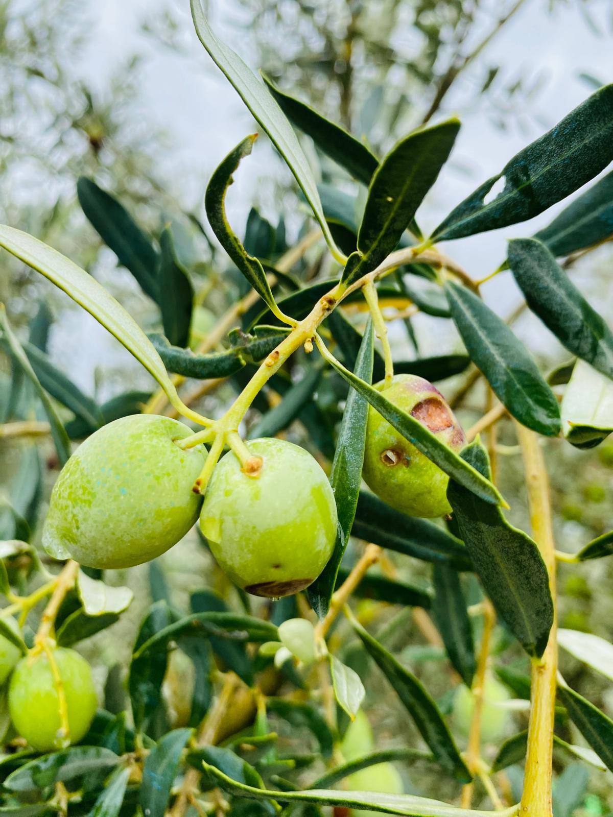 Üreticilere Çifte Uyarı (7)