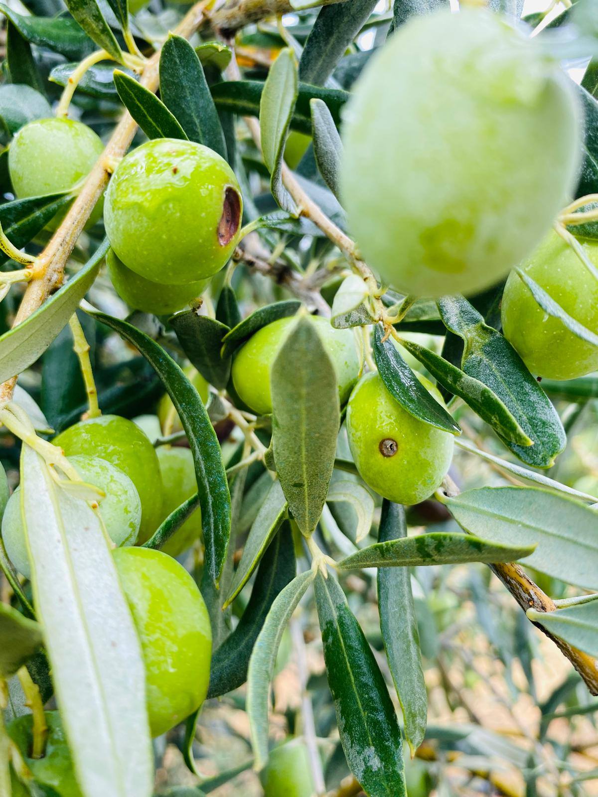 Üreticilere Çifte Uyarı (9)