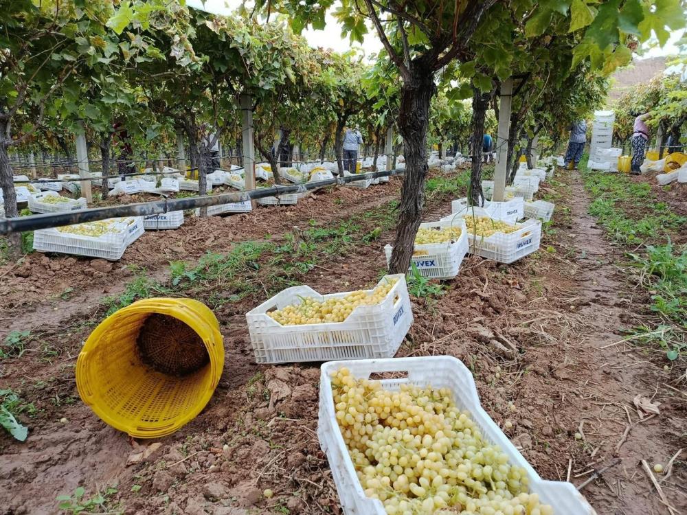 Üzüm Üreticiliği (1)