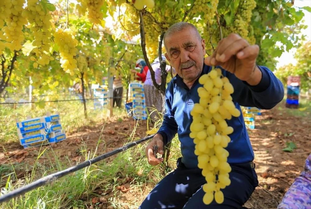 Üzüm Üreticiliği (3)