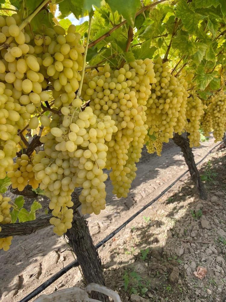 Üzüm Üreticiliği (4)