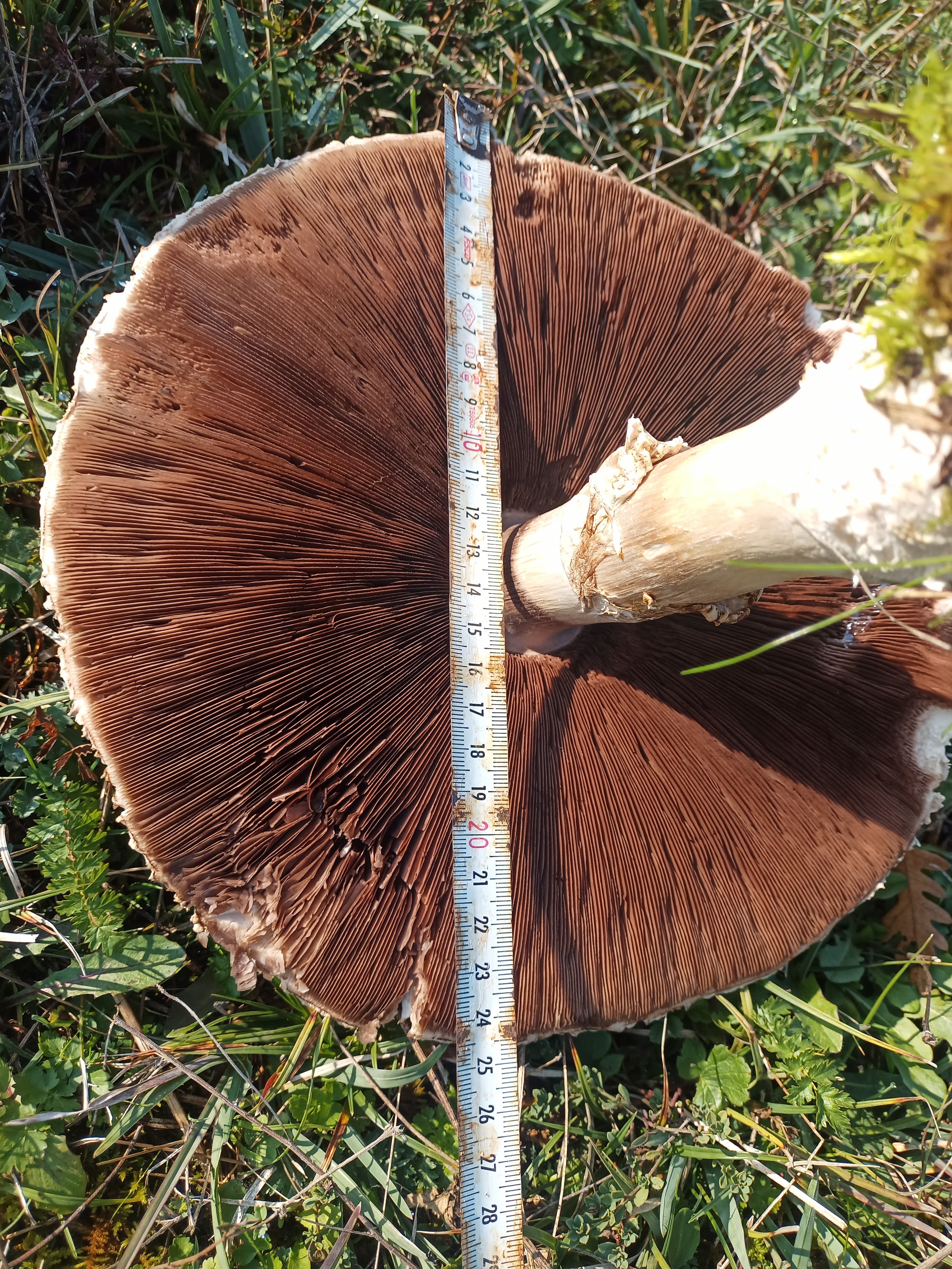 25 Santimi Asan Mantarlar Viral Oldu Bahceden Dev Mantar Cikti (1)