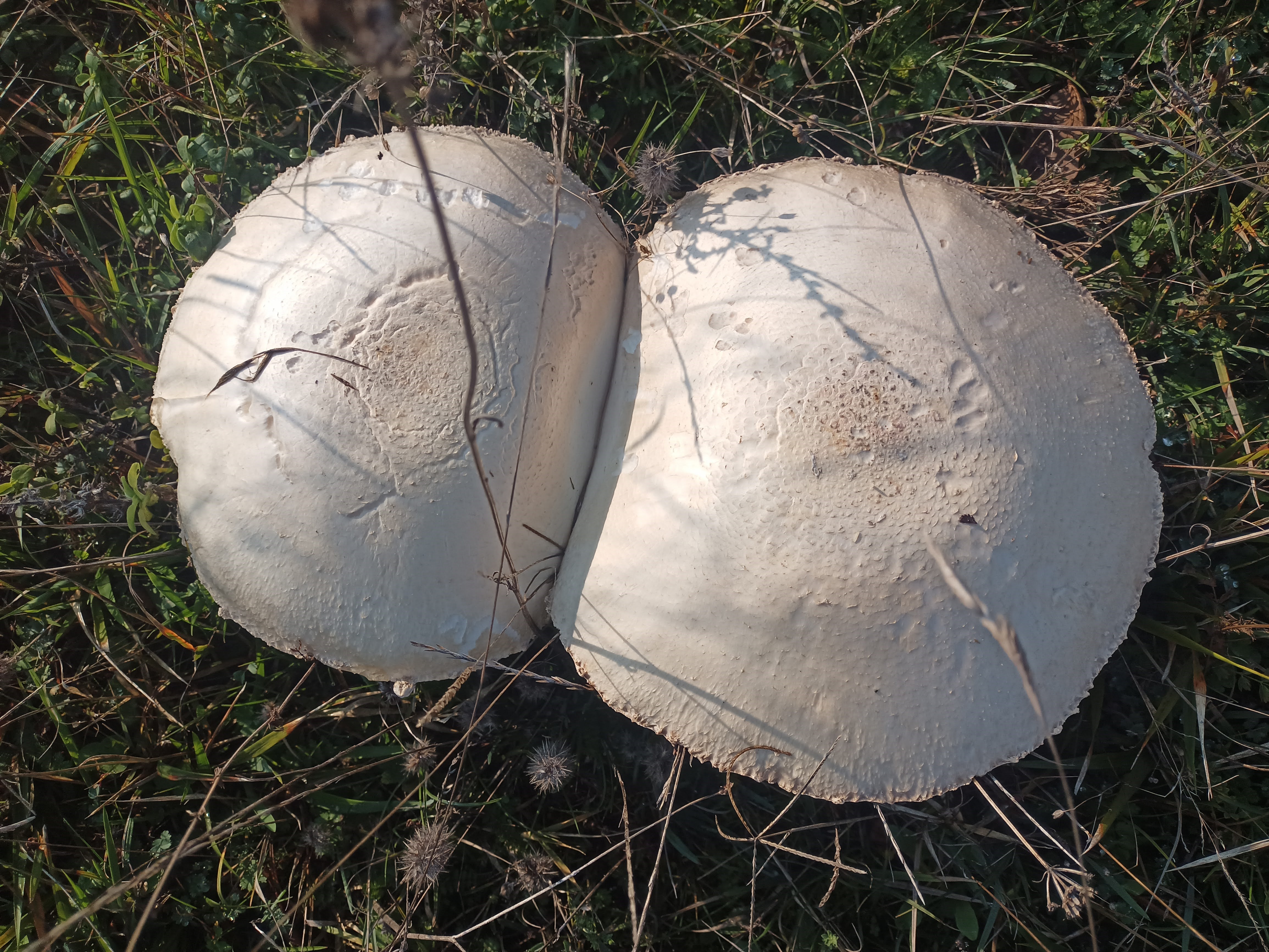 25 Santimi Asan Mantarlar Viral Oldu Bahceden Dev Mantar Cikti (2)