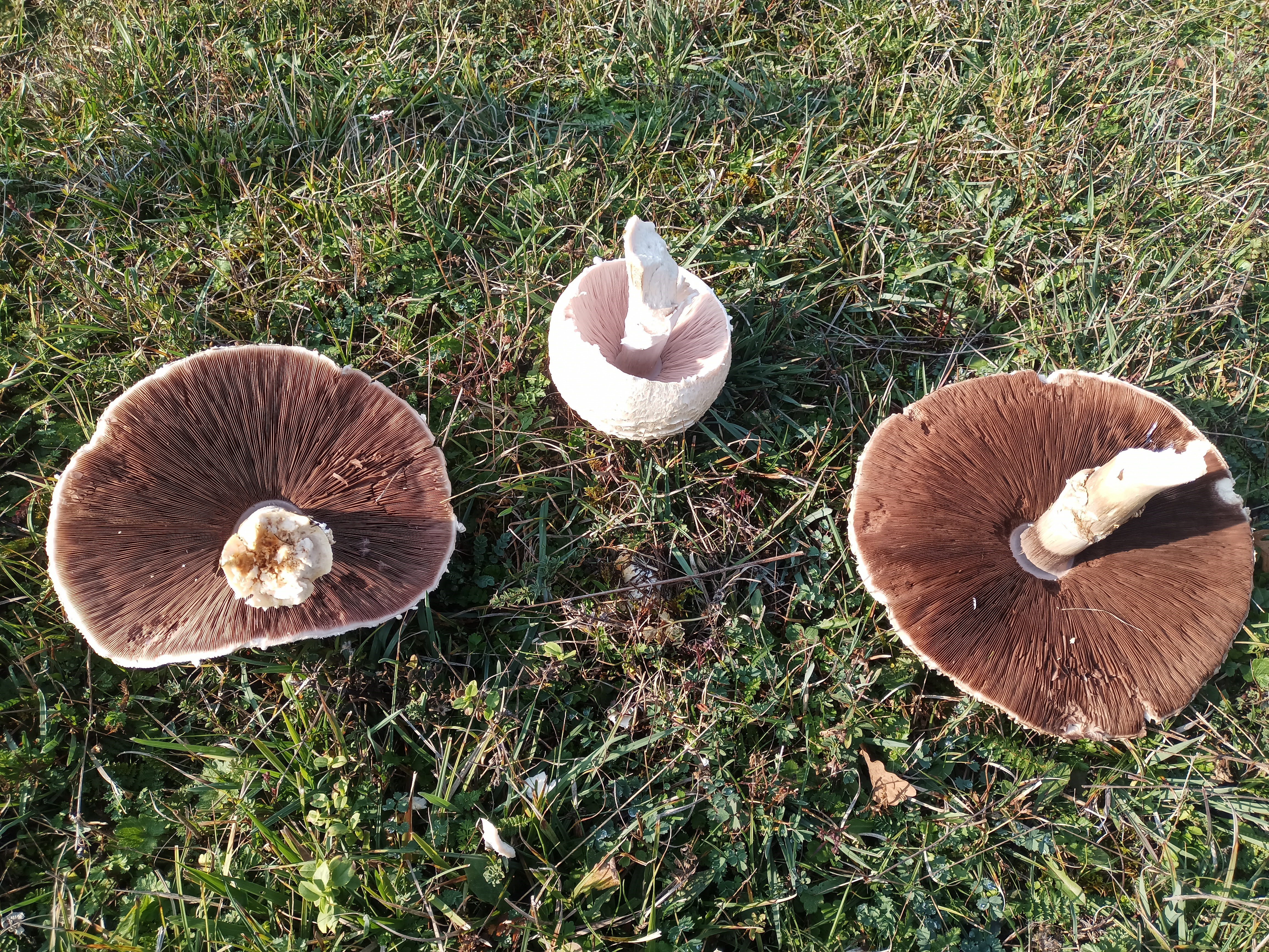 25 Santimi Asan Mantarlar Viral Oldu Bahceden Dev Mantar Cikti (3)