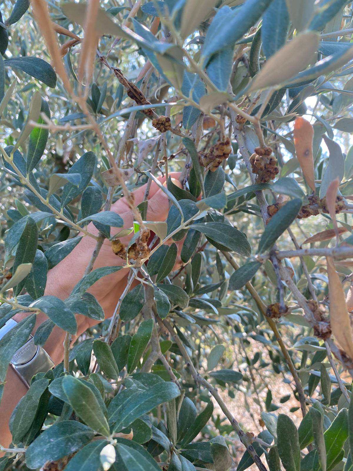 580492903 1271920578286161 6198318853014517008 N