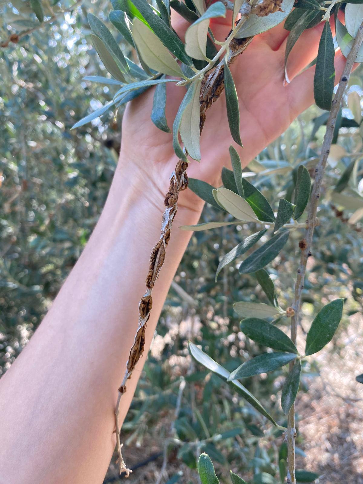 581619060 1271920634952822 7973117850095478255 N