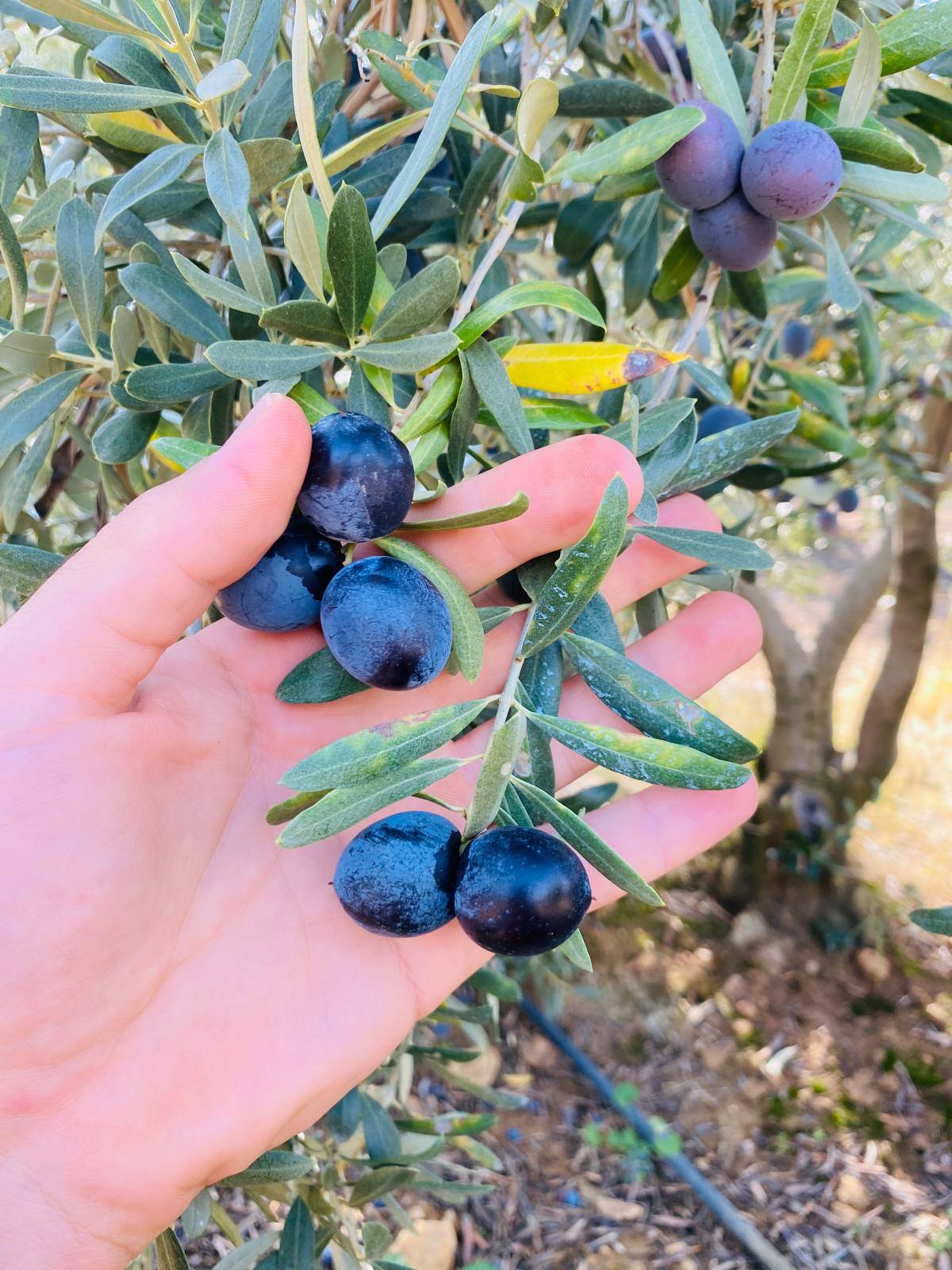 583325865 1271920798286139 6515415826883157305 N