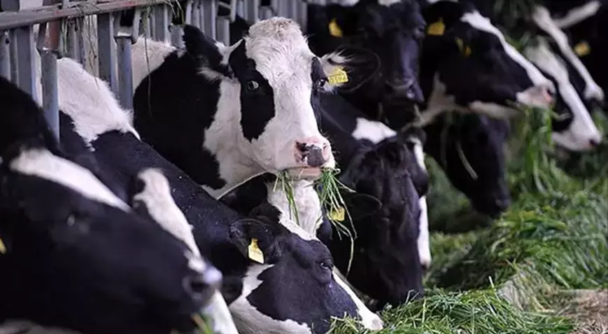 5E3Bc1Abadcdeb0D642Ca916