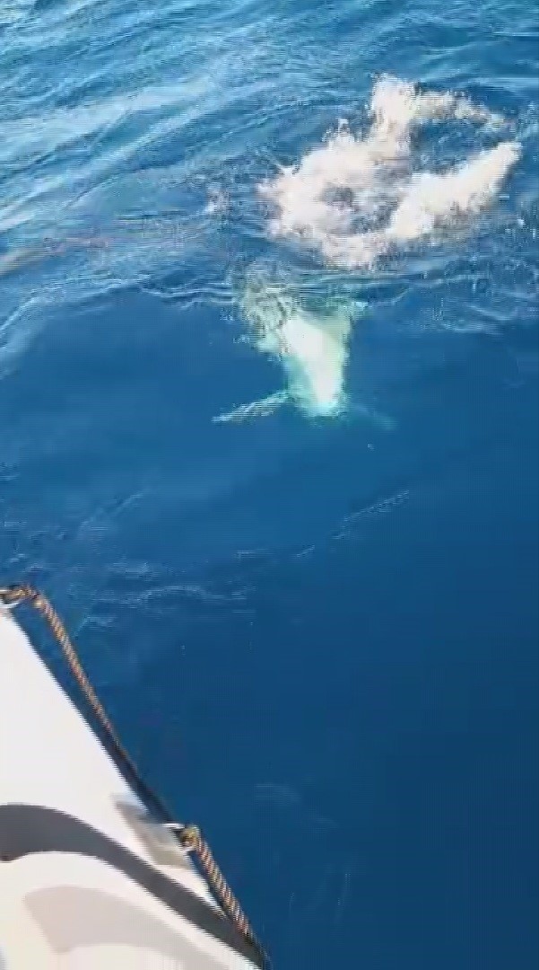 Amator Balikcinin Dev Kopek Baligiyla 1 Saatlik Nefes Kesen Mucadelesi (2)