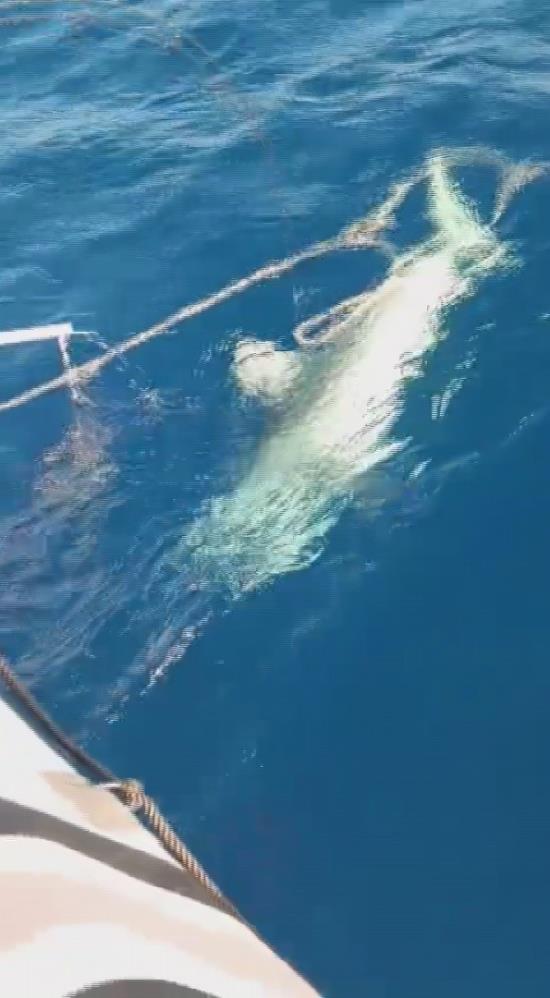 Amator Balikcinin Dev Kopek Baligiyla 1 Saatlik Nefes Kesen Mucadelesi (5)